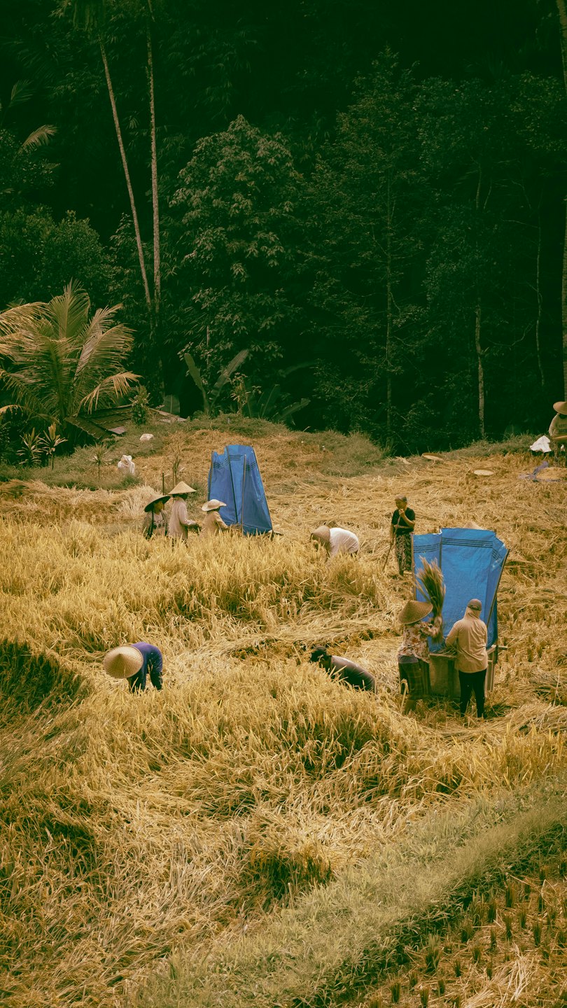 Farm laborers harvesting rice in a golden-brown field.